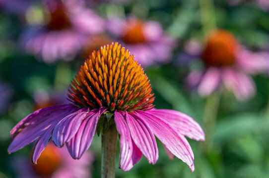 Purple Coneflower Echinacea Plant with Soft Focus Flowers in Background