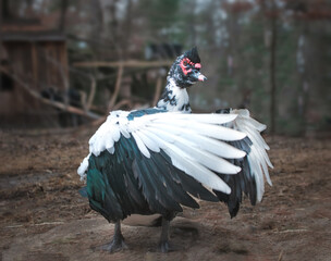 Muscovey Duck