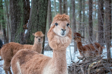 Alpacas in the Snow