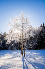Gefrorener verschneiter Baum im Gegenlicht der Sonne in friedlicher Winterwaldlandschaft - Postkartenmotiv