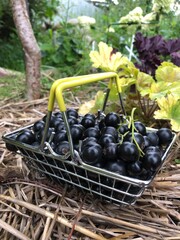 grapes in a basket