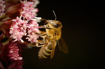 European honey bee (Apis mellifera) feeding on nectar from butterbur flower (Petasites hybridus). Detailed macro with black background. Perfectly in focus, photographed with the flash.