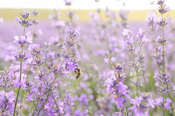 Obraz premium Beautiful lavender flowers in field, closeup