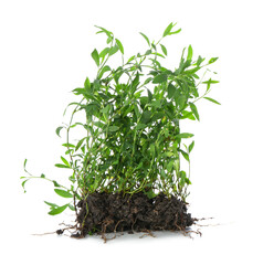 Green grass on white background