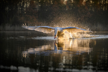 The mute swan (Cygnus olor) running on the water surface, the sun rising behind it, its wings outstretched, golden light glistening in drops of water all around. Morning golden hour.