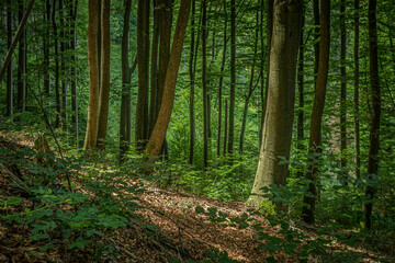 Fototapeta na wymiar Blick durch den Wald