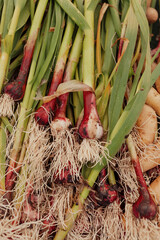 Bunch of green onions at market