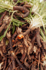 Oyster root at the farmers market