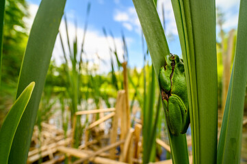 The European tree frog (Hyla arborea) sitting among the leaves of a green cattail. Beautiful little green frog, the sky can be seen in the background, wide angle shot.