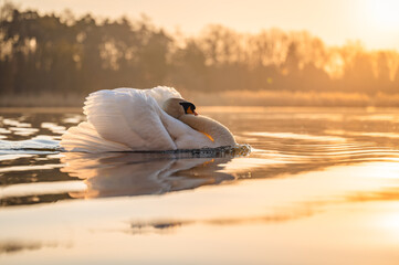 An angry swan floating on the water surface during the morning golden hour. The head is tucked between the wings and the chest inflated. © Jan Rozehnal