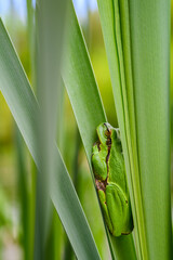 The European tree frog (Hyla arborea) sitting among the leaves of a green cattail. Beautiful little green frog, rare, in its natural habitat.
