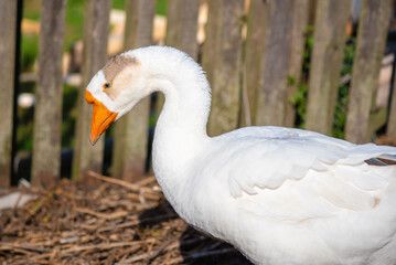 white goose close-up, curved neck, looking down, blurred background
