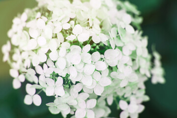 white hydrangea flower with copy space on a green leaves background in the garden