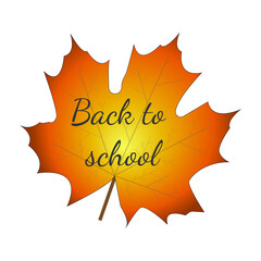 Back to school: autumn leaves on a white background