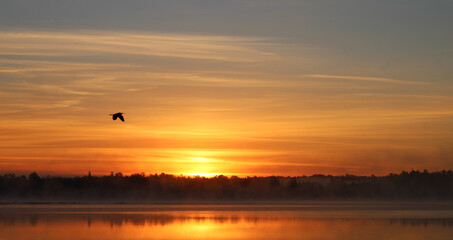 Sunrise on Lake and Flying Bird