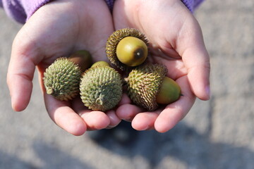 acorn on hand © Aleksandra