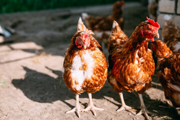 Yellow chickens on a walk