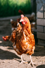 Yellow chickens on a walk