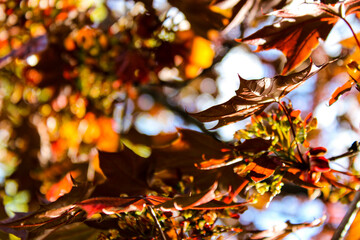 Tree in Spring with Reddish-Brown Leaves