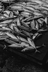 Bunch of mackerel at a wet market