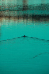 Obraz premium Canard sur l