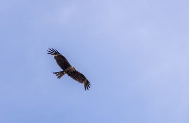 A black kite Milvus migrans flies across a clear blue sky. Background of nature. Bird.