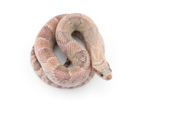 Lavender False water cobra isolated on white background