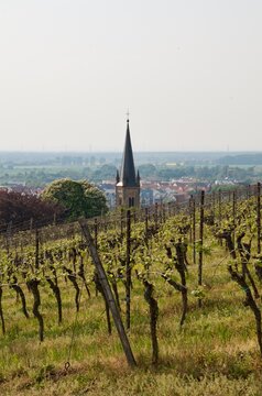 Weinberg in Bensheim mit Kirchturm 