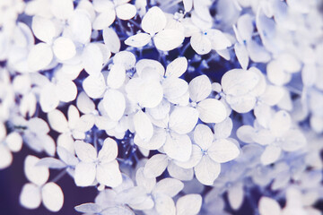 white hydrangea flower background in the garden