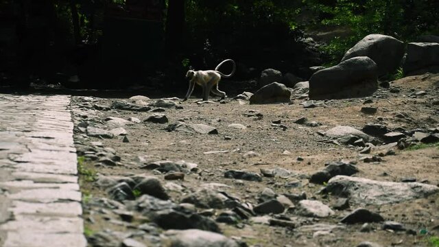 Close up shot of Gray Langoor , Indian monkey walking towards road from forest in search of food  at Junagadh, Gujarat, India