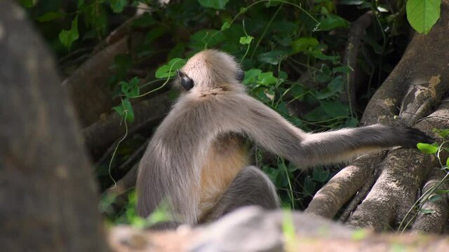 Close up portrait of Gray Langoor , Indian monkey in jungle. At Girnar hills, Gujarat, India