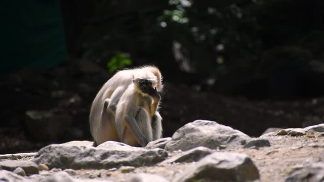 Portrait of two Gray Langoor , Indian monkey eating food from floor at jungle of Junagadh.