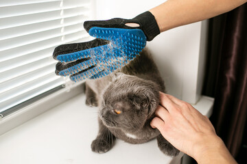 British cat, gray, sheds, photo of combing the cat