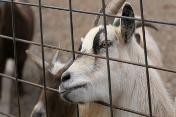 goat in the zoo