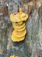 Saftige gelbe Pilze am Baumstamm