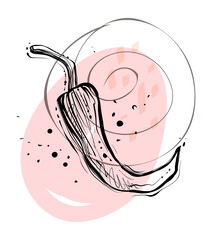 Chili pepper, sketchy hand drawn vector