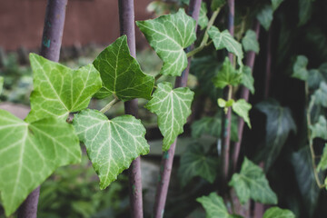 Ivy leaves on metal fence. Vivid ivy foliage. Natural decoration of mesh fence in garden. Nature in...