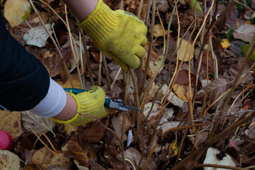 Bush (hydrangea) is cut with pruner in garden. Human hands in gardening gloves cut off dry stems...