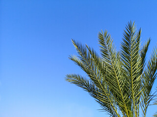 Green palm trees in front of clear blue sky. Tropical background, copy space