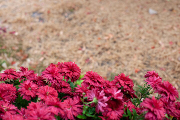 Autumn flowers on seasonal background. Autumn background with copy place for text of bush chrysanthemums and unfocused pine needles on ground in garden. 
