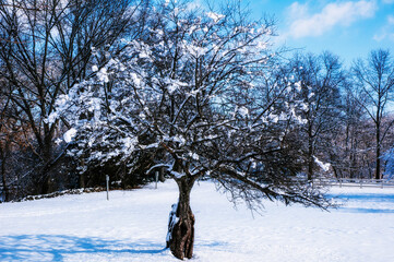 tree in snow