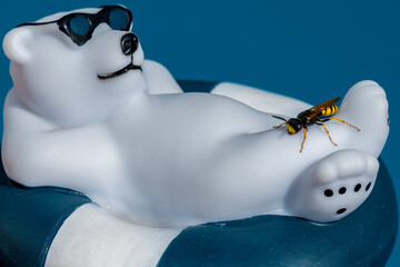 Close up of a wasp (vespidae) perched on a plastic polar bear swimming in a pool.