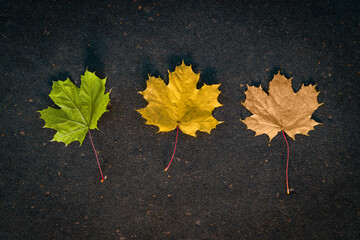 Yellow leaves on the asphalt