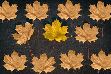 Yellow leaves on the asphalt