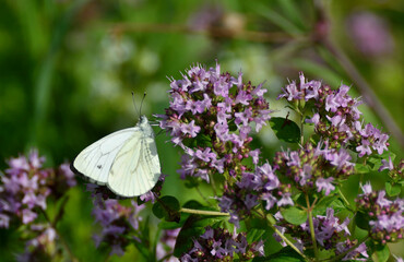 schmetterling