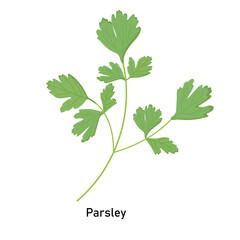 Parsley plant on a white background for use in website design or clipart