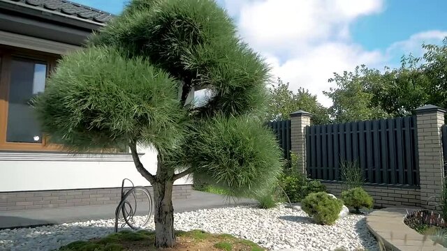 Bonsai of pine. Landscape