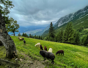 Naklejka premium Schafe auf einer Alm in den Bergen