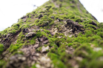 moss on tree