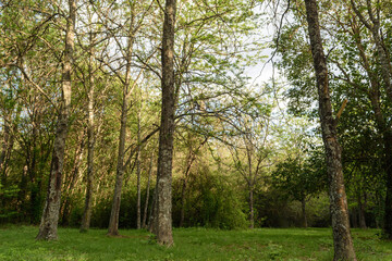 Obraz premium Pequeño bosque serrano en primavera